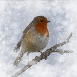 roodborstje in de sneeuw