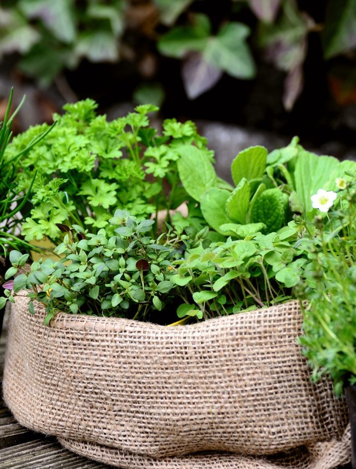 Kruidentuin planten