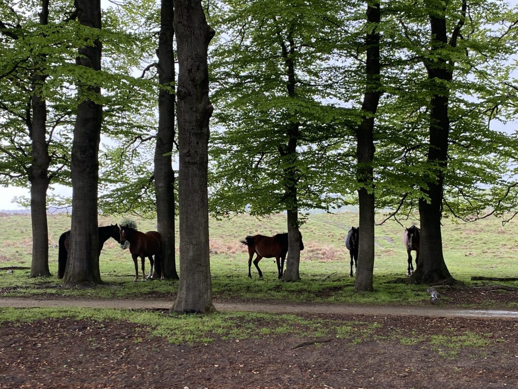 Natuurroute Planken Wambuis