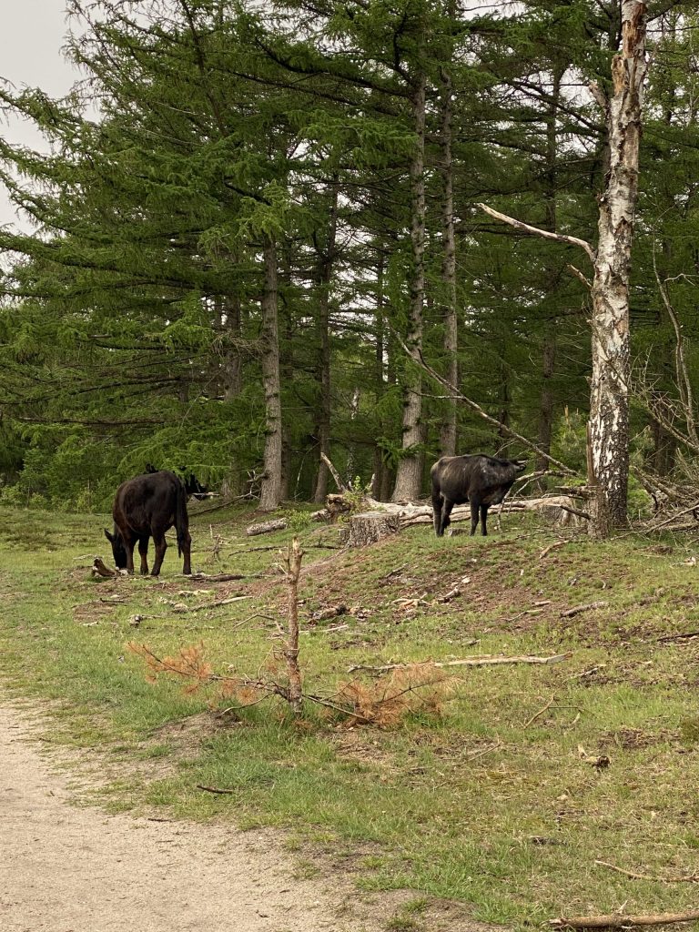 Natuurroute Planken Wambuis